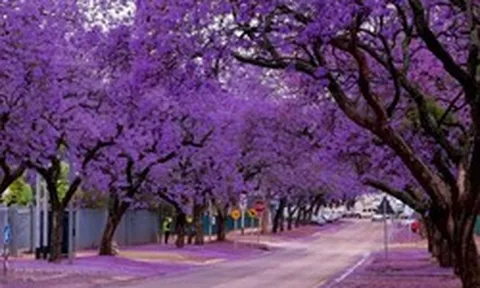 Cổ phiếu KOS bất ngờ tăng trần sau khi giảm sàn 29 phiên liên tiếp: Hơn 34% lượng cổ phiếu đang lưu hành được giao dịch