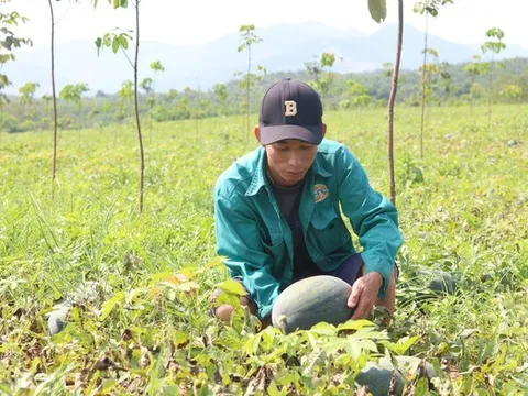 Người trồng dưa hấu Quảng Bình lao đao vì mất mùa mất giá