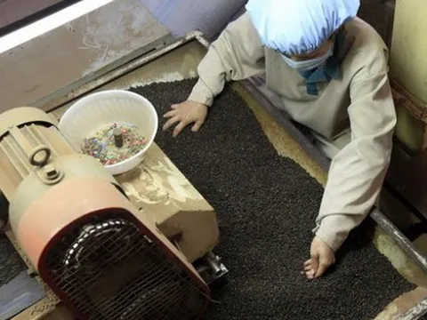 Một loại "vàng đen' của nông sản Việt đang được nước giàu nhất châu Âu săn lùng, chi tới gần 50 triệu USD để nhập khẩu trong 4 tháng qua