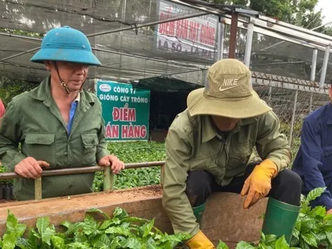 Cây cà phê giống 'cháy' hàng