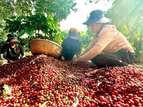 Việt Nam có cà phê đặc sản, giá cao gấp đôi mặt bằng thế giới