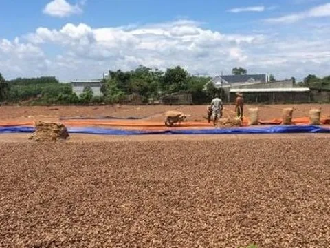 'Cứu tinh' từ Campuchia đổ bộ giúp Việt Nam củng cố ngôi vương của thế giới: Nhập khẩu hơn 1 triệu tấn trong quý 1, là mặt hàng được Mỹ cực ưa chuộng