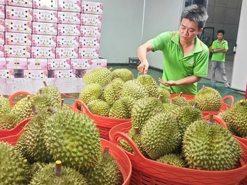 Nghị định thư xuất sầu riêng sang Trung Quốc sắp hết hạn, Hiệp hội gửi "tâm thư" tới Bộ trưởng