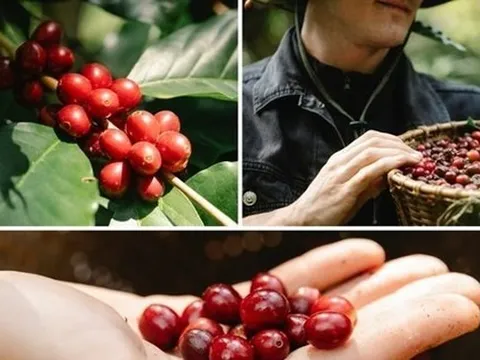 Cà phê Robusta Việt Nam đang bị đe dọa