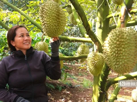 Doanh nghiệp hiến kế "bắt tay" với Thái Lan để chinh phục thị trường sầu riêng tại Trung Quốc