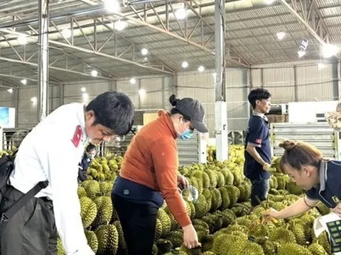 Sầu riêng Việt Nam sẽ đi đâu về đâu?