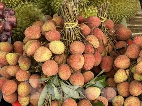 Vải thiều vào vụ, giá rẻ bất ngờ