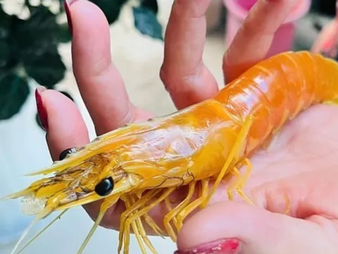 Nuôi tôm hơn 25 năm, phát hiện con tôm sú vàng như luộc