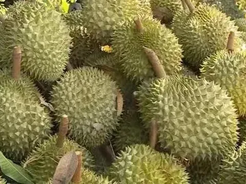 Thủ tướng yêu cầu không để tình trạng ùn tắc hàng hóa, nông sản tại cửa khẩu