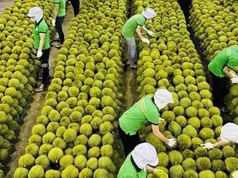 Việt Nam trong cuộc đua khốc liệt giành thị phần sầu riêng tại Trung Quốc