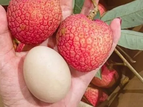 Loại vải hơn 10.000đ/quả, to bằng trứng gà: Người ăn nhận xét "Chưa bao giờ ăn vải nào ngon thế này"