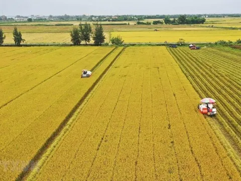 Một lô hàng 500 tấn vừa được xuất sang Nhật Bản: Việt Nam là nước đầu tiên trên thế giới làm được điều này