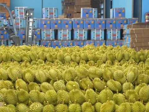 Cuộc đua sầu riêng tại thị trường Trung Quốc sắp có thêm nhân tố X