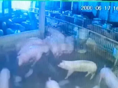 Đàn lợn sắp xuất chuồng bị điện giật chết, chủ trang trại thiệt hại hàng trăm triệu đồng