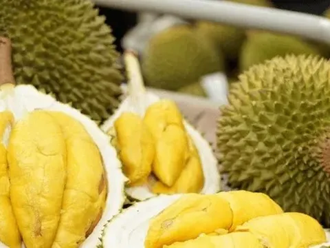 Xuất khẩu sầu riêng lao dốc, nhập từ Thái Lan và Malaysia tăng đột biến