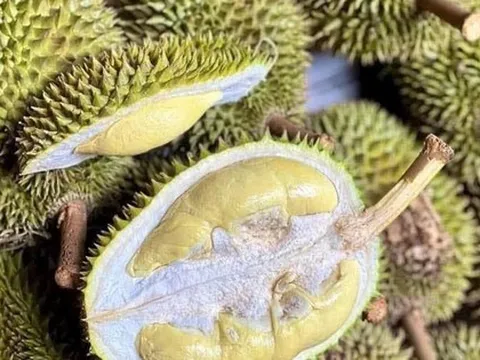 Sầu riêng giống cổ Chuồng Bò, Sáu Hữu bất ngờ được chuộng