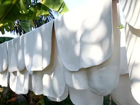Hàng nghìn tấn 'vàng trắng' của Việt Nam được Mỹ mua với giá đắt đỏ: 1/3 thế giới ưa chuộng, nước ta nắm giữ diện tích trồng hơn 900.000 ha