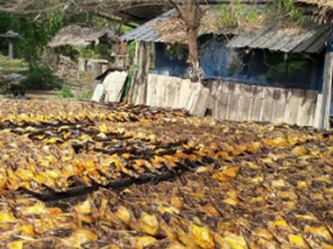 Một 'mỏ vàng' của Việt Nam được Trung Quốc, Mỹ đua nhau mua hàng: Chiếm 90% nguồn cung toàn cầu, cả thế giới nuôi nhưng chỉ nước ta tạo ra ngành công nghiệp