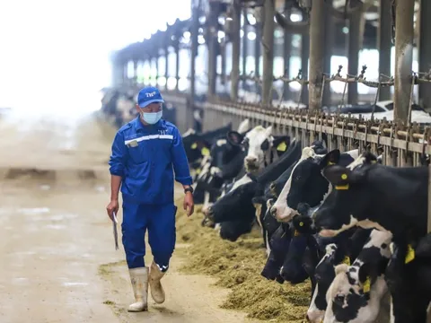 Ngành sữa Việt Nam hướng 2030: Giảm phụ thuộc nhập khẩu, tăng mạnh sữa tươi nội địa