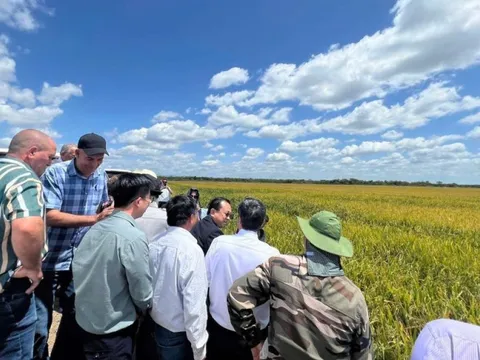 “Bí mật” tại Cuba giúp giống lúa Việt Nam "gây bão": Khiến giới nông nghiệp Cuba ngỡ ngàng