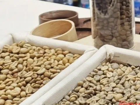 Giá cà phê hôm nay 29-10: Robusta phục hồi nhẹ, Arabica tiếp tục giảm