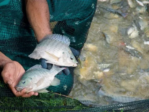 Trung Quốc ‘tê liệt’ mảng xuất khẩu cá rô phi sang Mỹ, ‘Vua cá tra’ Việt Nam nhảy vào nhanh chóng kiếm hơn 1.000 tỷ
