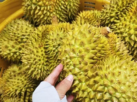 Phó Thủ tướng yêu cầu làm rõ trách nhiệm để gián đoạn kiểm nghiệm sầu riêng