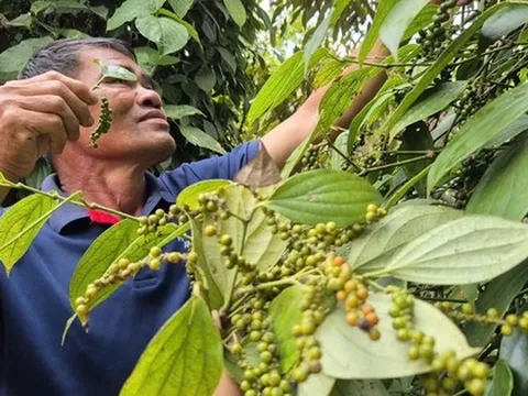 Không ít đại lý tạm ngưng thu mua tiêu và nại lý do này