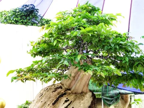 Xác lập kỷ lục Việt Nam cho chậu bonsai bằng lăng xoay tự động độc nhất vô nhị