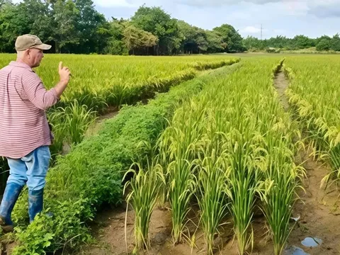 Giống lúa Việt Nam "gây sốt" khi được Cuba trồng đại trà: Nông dân thu hoạch xong phải… ngỡ ngàng