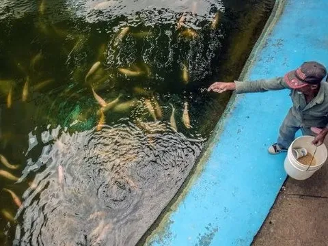Trước khi mang giống lúa gây sốt sang Cuba, hóa ra Việt Nam đã mang công nghệ nuôi cá ‘đổi đời’ sang đây từ 14 năm trước, thu kết quả ấn tượng chỉ trong 3-4 tháng