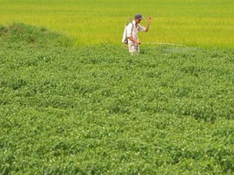 Việt Nam sở hữu loại quả ‘một vốn mười lời’ được Lào, Trung Quốc đua nhau săn đón: thu về tiền tỷ, sản lượng mỗi năm hàng trăm nghìn tấn