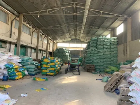 Phát hiện đối tượng sản xuất hơn 200 tấn lúa giống giả ST24, ST25