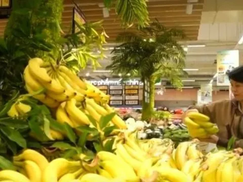 Chuối Tiến Vua khan hiếm do thời tiết, sản lượng giảm mạnh