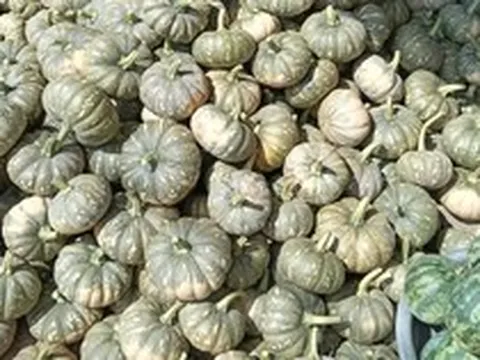 Hàng trăm tấn bí đỏ quá lứa chờ thu hoạch, Hội Nông dân Cà Mau kêu gọi giải cứu