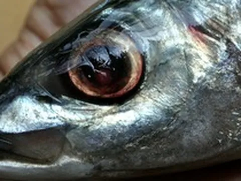 Chuyên gia Mỹ khen loại cá "tốt nhất thế giới", hóa ra ở Việt Nam hễ ra chợ là thấy