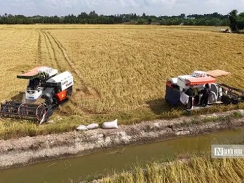 Nỗi lo “trúng mùa, hụt lãi” của nông dân vụ Đông Xuân