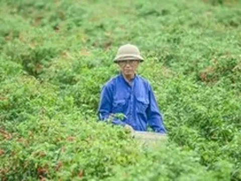 Giá ớt bất ngờ lao dốc mạnh