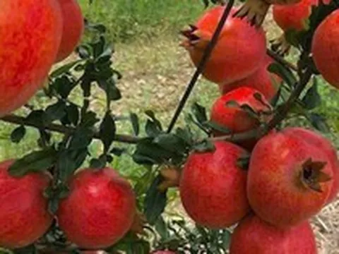 Tin vui cho 'tín đồ' trái cây ngoại: 2 loại quả nổi tiếng của Ấn Độ sắp vào Việt Nam, hứa hẹn giá 'vừa túi tiền'