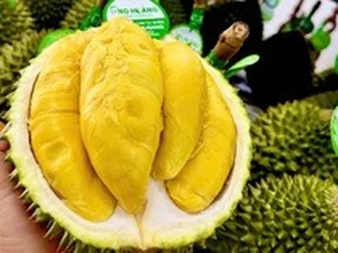 Sầu riêng 50.000 đồng/kg vẫn khó bán, loại nửa triệu đồng/kg lại ‘cháy hàng’