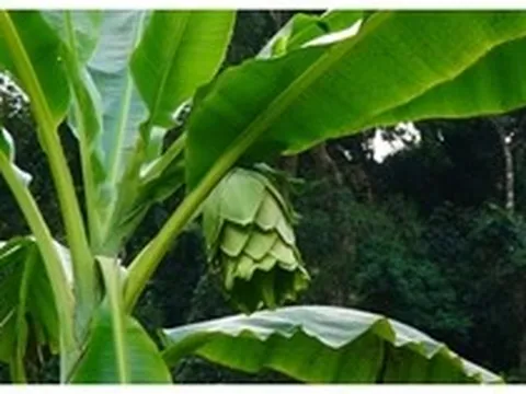 Loại quả 'cô đơn' mọc giữa rừng sâu: Giá 120.000đ/kg vẫn không có mà mua, quý hơn cả dược liệu