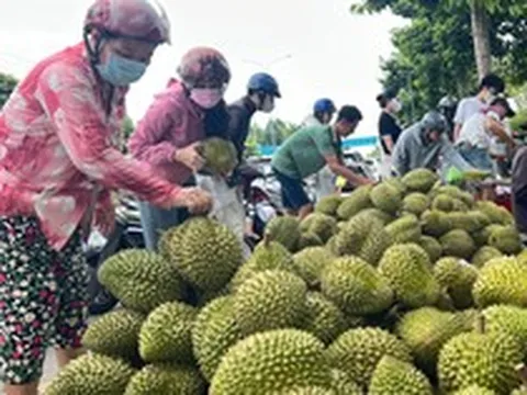 Sầu riêng lấy lại đà tăng giá