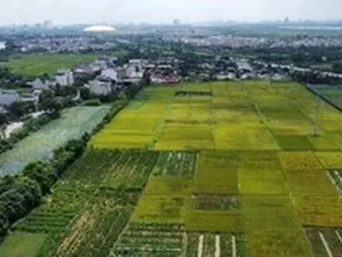 Quy định mới về xây dựng công trình trên đất lúa: Xây 1 tầng, không hầm