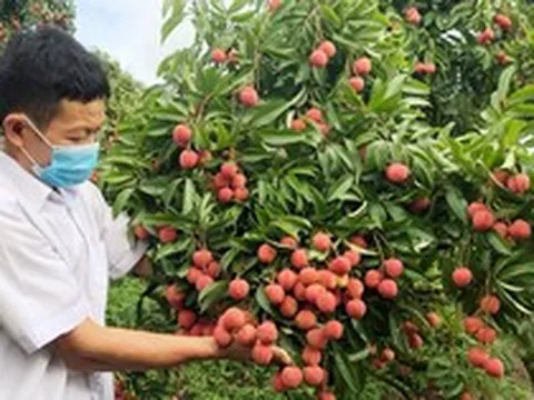 Bắc Ninh thu gần 6.000 tỷ đồng từ vải thiều