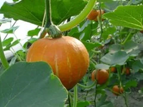 Trung Quốc quyết tâm làm giàu với loại quả quen thuộc của người Việt: Thu hoạch hơn 20.000 tấn mỗi ngày, biến vùng núi thành trung tâm xuất khẩu