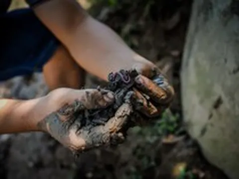 Thả 1 loài vật xuống ruộng lúa: Nông dân thu được "lộc trời" dồi dào dưỡng chất, thị trường săn đón