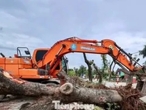 Di dời hàng xà cừ cổ thụ phục vụ dự án đường 70 hơn 3.370 tỷ đồng