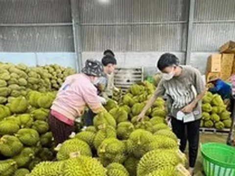 Vì sao sầu riêng giảm giá đồng loạt?