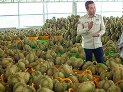 Vừa gia nhập Trung Quốc, một đối thủ của sầu riêng Việt Nam xuất khẩu tăng 40 lần, vận chuyển bằng đường bộ chỉ mất 5 ngày đến nơi