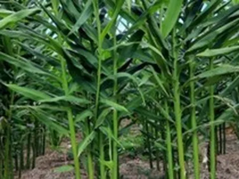Việt Nam trồng bạt ngàn loại củ gia vị đắt giá: Vừa thu về hơn 34 triệu USD, nước ta là ông lớn thứ 3 thế giới